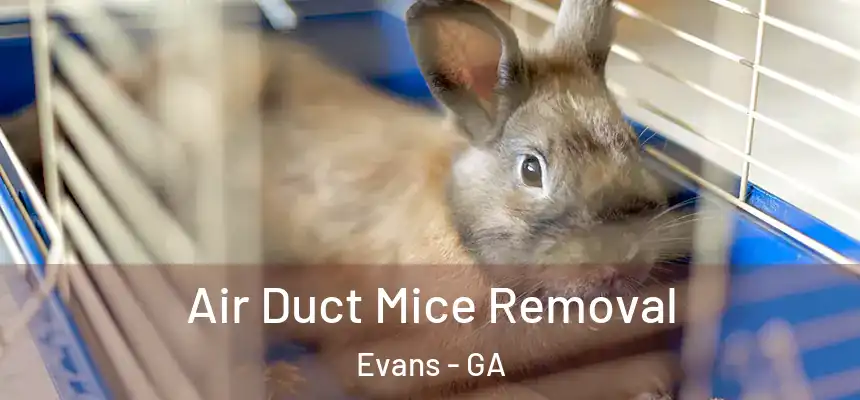 Air Duct Mice Removal Evans - GA